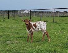 LITTLE BOOTS BULL CALF