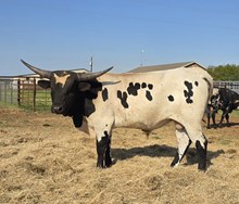 BET'N ON BATMAN OF HM 47