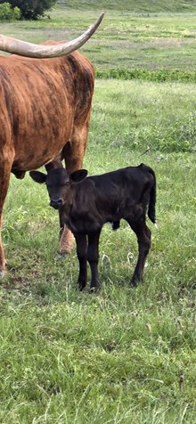 2025 CHAMPAGNE HEIFER